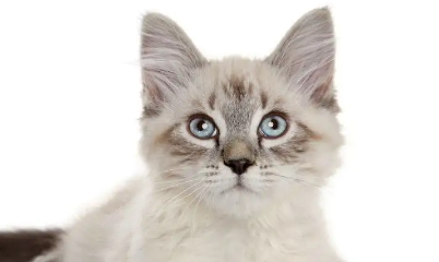 猫尿血在家怎么治疗