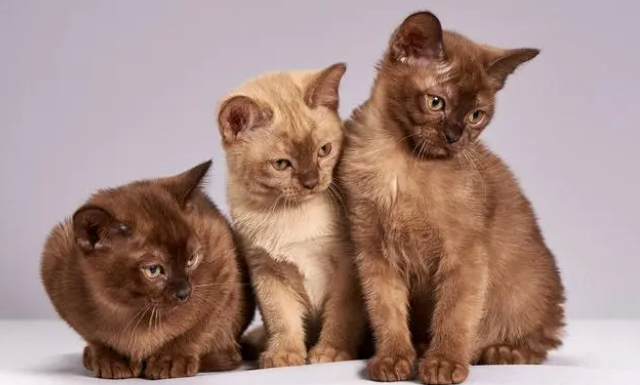 猫咪呕吐拉稀可以吃营养膏吗 猫咪呕吐拉稀可以吃营养膏吗