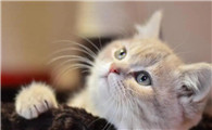 猫能吃奶盖吗