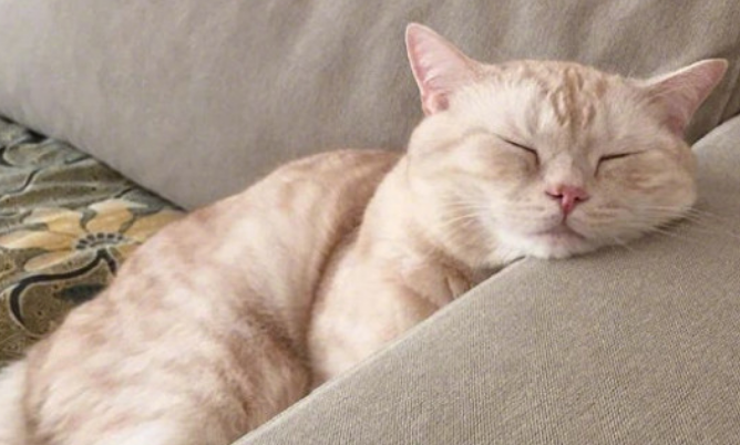 猫咪高烧不退多久会死