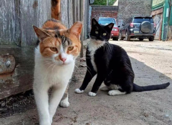 流浪猫会一直和自己孩子在一起吗 流浪猫会一直和自己孩子在一起吗
