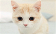 猫咪打疫苗多久打一次比较好