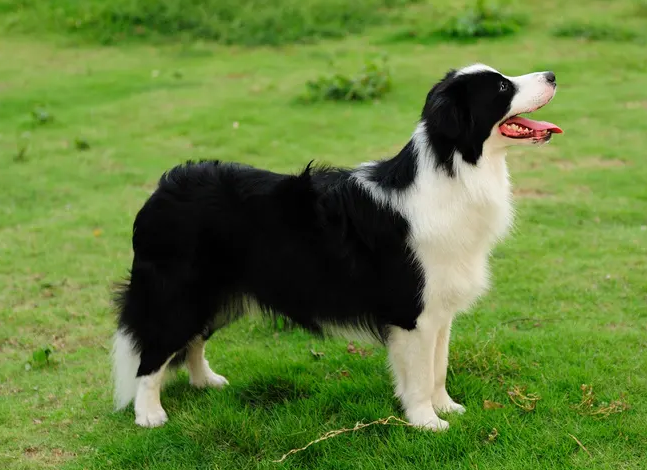 牧羊犬多少钱一只 牧羊犬多少钱一只