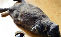 猫怀孕期间吃什么补充营养比较好