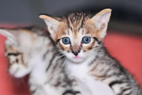 猫能吃艾草吗怎么吃 猫能吃艾草吗怎么吃