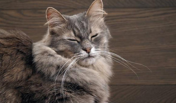 猫吐了一堆软化的猫粮和黄水 猫吐了一堆软化的猫粮和黄水
