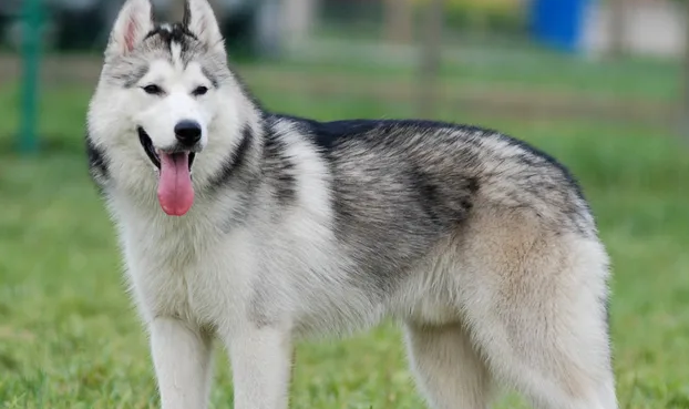 西伯利亚雪橇犬属于什么犬?看完你就清楚了