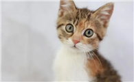 猫癣反反复复总不好怎么办