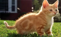 猫晚上能看见东西吗