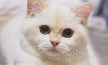 猫咪呕吐白色泡沫 猫咪呕吐白色泡沫