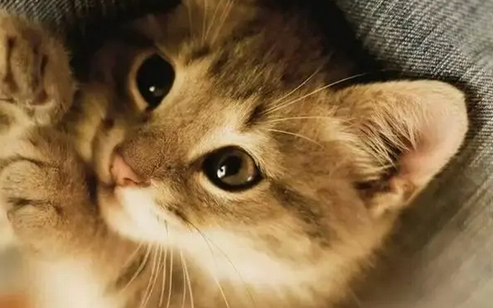 猫咪出现观水症一定会死吗 猫咪出现观水症一定会死吗