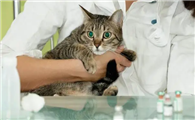 猫咪肥厚性心肌病怎么治疗