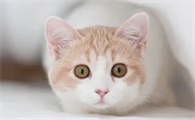 猫能喝自来水吗