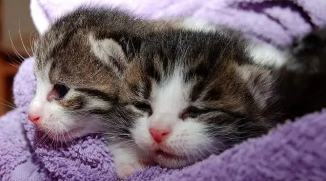 猫身上的蜱虫直接拿掉会怎样吗 猫身上的蜱虫直接拿掉会怎样吗