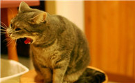 猫咪为什么呕吐