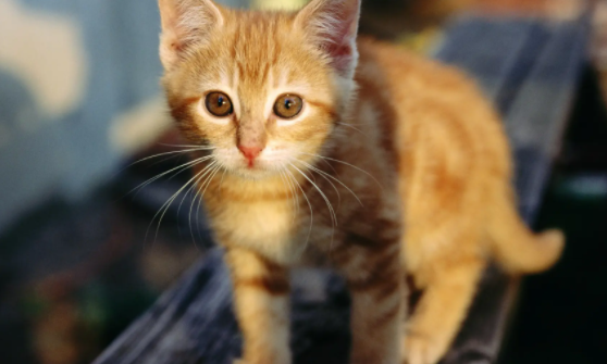 猫咪有只眼睛睁不开是怎么回事
