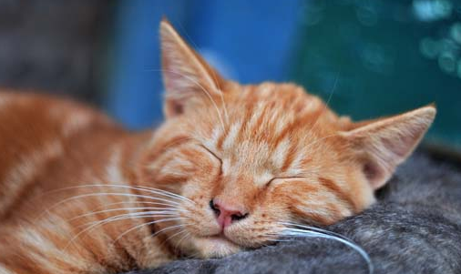 鳌拜猫是什么品种的猫?不知道的来看看 鳌拜猫是什么品种的猫?不知道的来看看