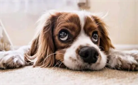 小狗崽几天睁眼睛