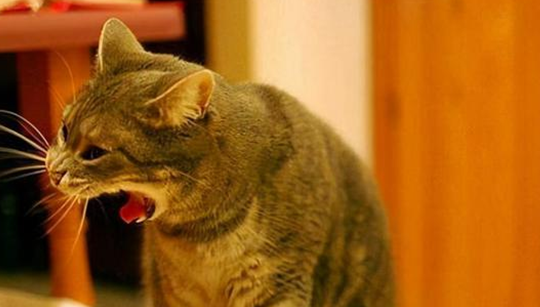 猫干呕不吐是什么情况引起的