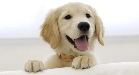 狗狗一直流口水是怎么回事