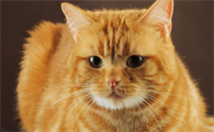 猫咪传腹会传染吗