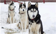 西伯利亚雪橇犬属于什么犬?看完你就清楚了