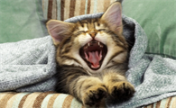 猫咪身上有虫子黑色的怎么办呢