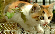 猫吐了透明的像口水一样的怎么办