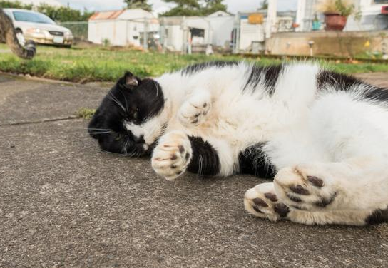 猫咪感冒会自愈吗会传染吗