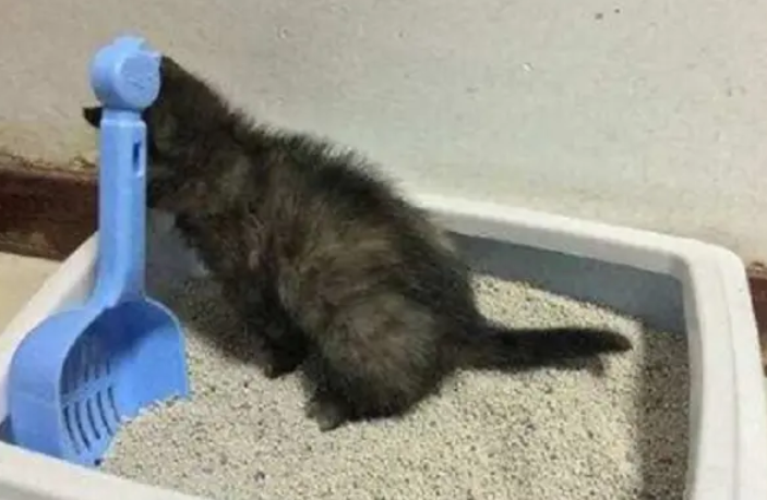 猫拉稀是什么原因造成的