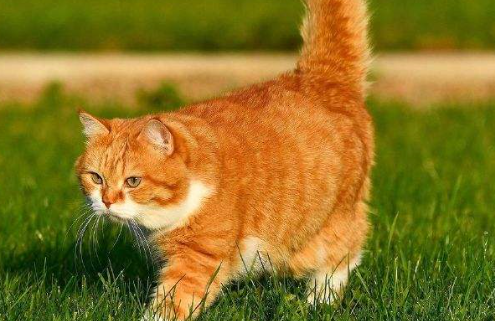 猫打完猫三联需要忌口吗多少天 猫打完猫三联需要忌口吗多少天