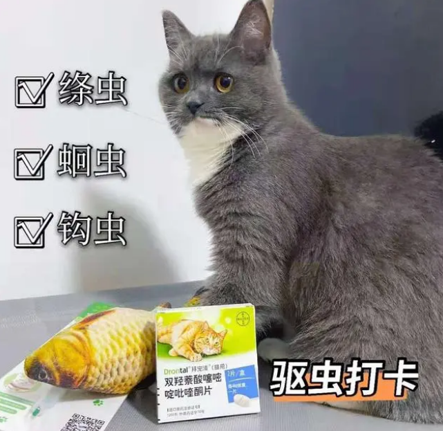 拜宠清告诉你关于猫咪体内驱虫的心得