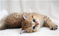 猫可以吃人的肠胃药吗