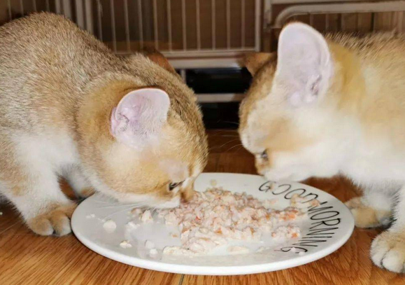 猫咪已经两天不吃不喝了
