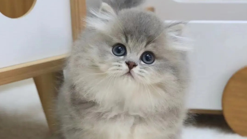 小奶猫多久出窝走动 小奶猫多久出窝走动
