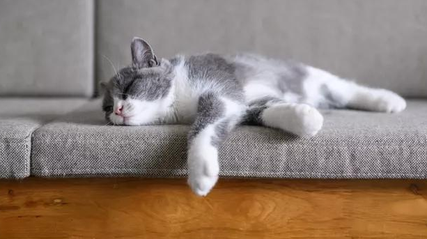猫咪体外驱虫需要注意什么