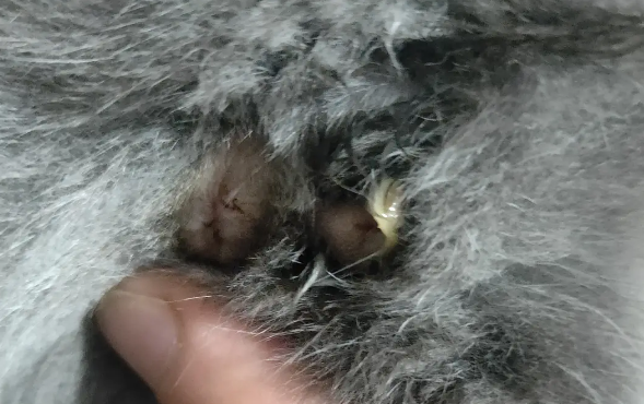 母猫咪下面流黄黄的东西怎么回事