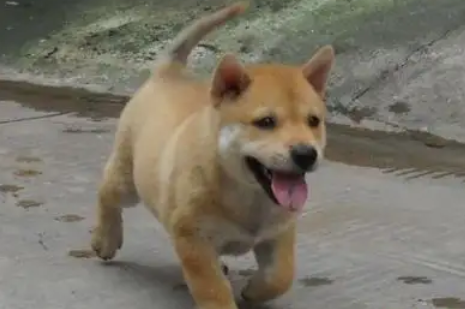 中华田园犬智商排名 中华田园犬智商排名