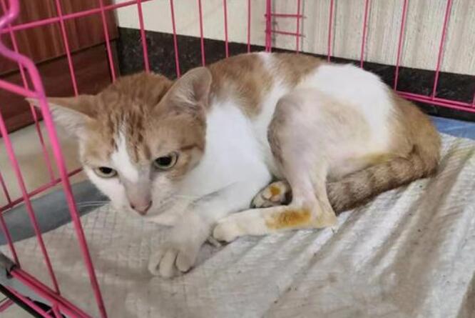 猫腿骨折表现有哪些