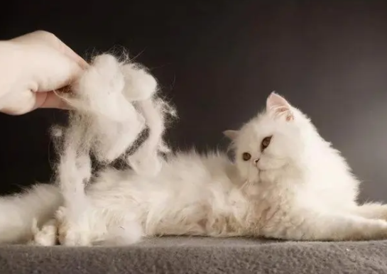 猫为什么掉毛那么严重啊