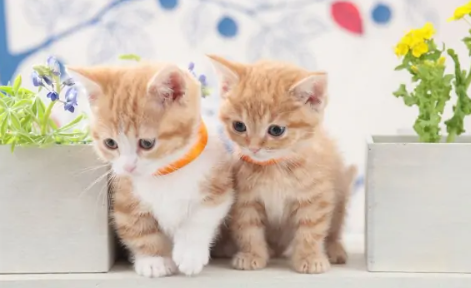 猫咪长癣用什么药好得最快呢 猫咪长癣用什么药好得最快呢