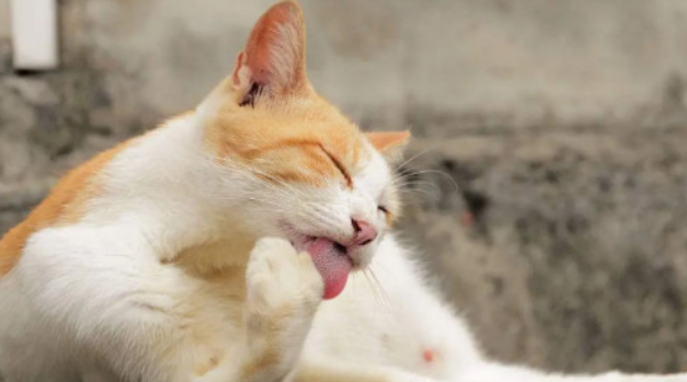 猫咪忽然频繁舔毛是不是有虫子 猫咪忽然频繁舔毛是不是有虫子