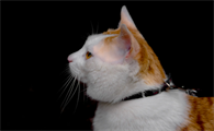 猫为什么会搓脚丫