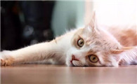 猫肚子里有白色虫子怎么办啊