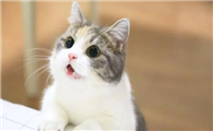 猫在30度环境里会觉得热吗