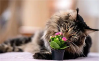 猫传腹是什么地方积水？