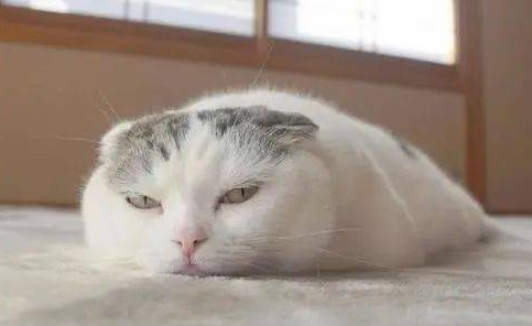 如何把猫身上的虫子去掉