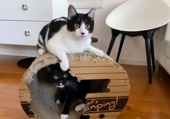 猫中二哈?奶牛猫把房子啃没了,估计想给自己建个海景房 猫中二哈?奶牛猫把房子啃没了,估计想给自己建个海景房