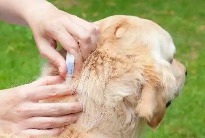 狗狗刚刚洗完澡可以体外驱虫吗