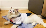 母猫一定要做绝育吗